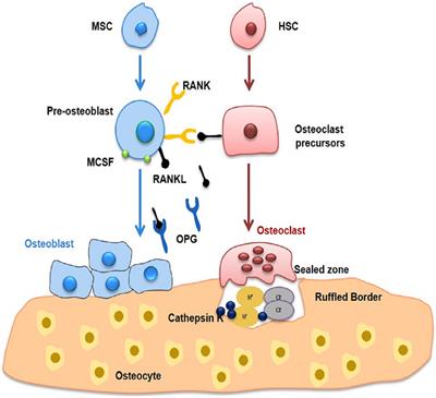 Immunoporosis: Immunology of Osteoporosis—Role of T Cells